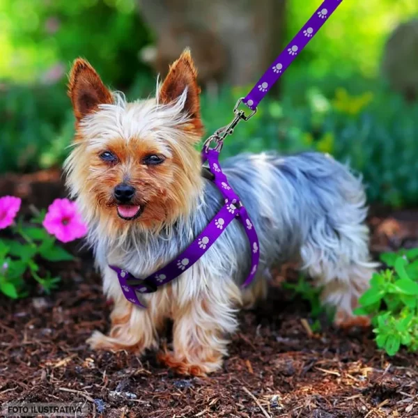 Conjunto de Peitoral e Guia para Cães Pequenos – Design Confortável e Estiloso